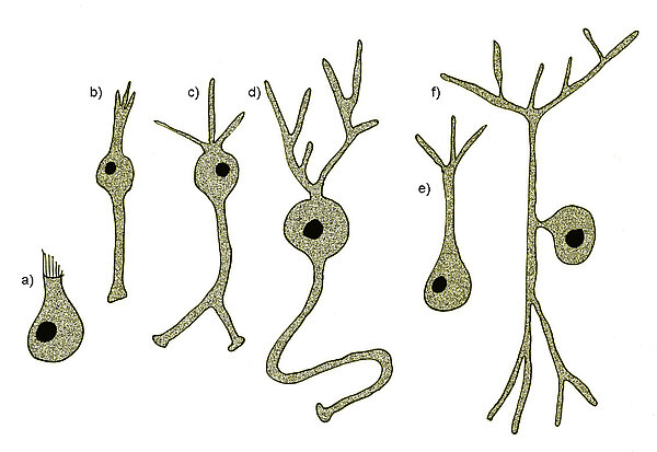 Verschiedene Neuronentypen
