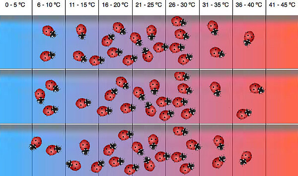 Auswertung eines Temperaturorgelversuchs