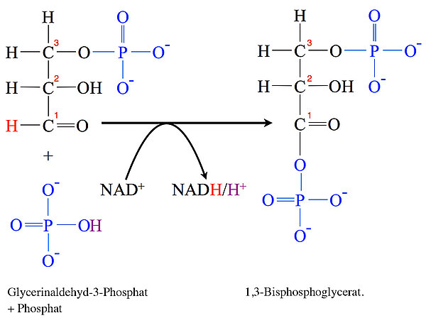 Glycerinaldehyd-3-phosphat + Phosphat + NAD+ ==> 1,3-Bisphosphoglycerat + NADH/H+