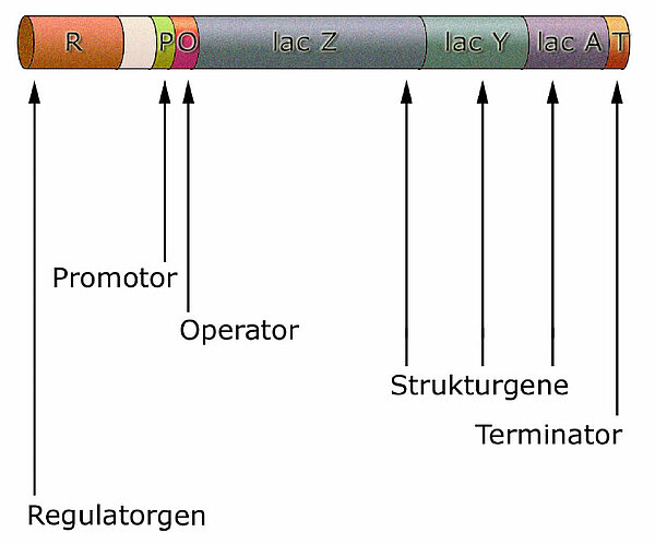 Aufbau des lac-Operons