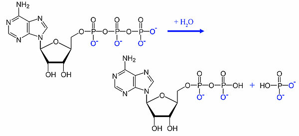 Das ATP-Molekül und seine Spaltung durch Wasser zu ADP und Pi