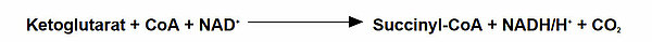 alpha-Ketoglutarat + CoA + NAD+ ==> Succinyl-CoA + CO2 + NADH/H+