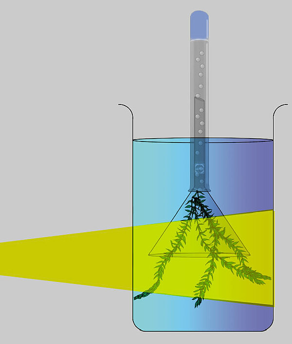 Ermittlung der Fotosyntheserate mit Wasserpestpflanzen