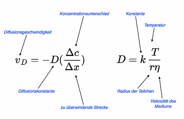Das 1. FICKsche Diffusionsgesetz