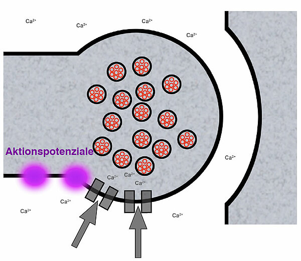 Aktionspotenziale bewirken, dass sich spannungsgesteuerte Ca2+-Kanäle öffnen und die Ca2+-Ionen mit dem Konzentrationsgefälle und mit dem Ladungsgefälle (innen negativ!) in das synaptische Endknöpfchen einströmen.