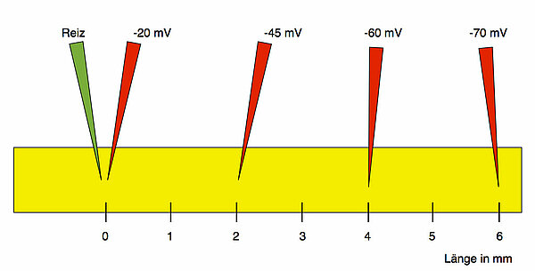 Messung des Membranpotenzial an einem Axon