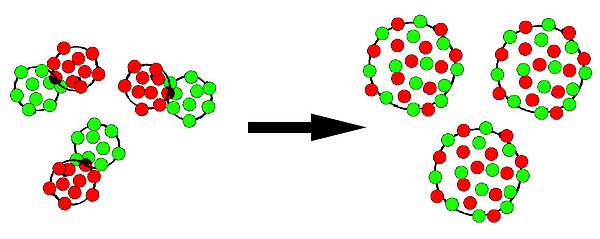Fusion von Erythrocyten mit unterschiedlich markierten Oberflächen
