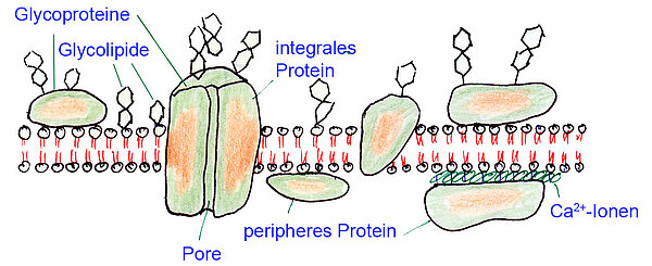 Eine Lipid-Doppelschicht mit Proteinen