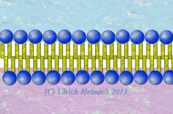 Eine Lipid-Doppelschicht, die ausschließlich gesättigte Lipide enthält