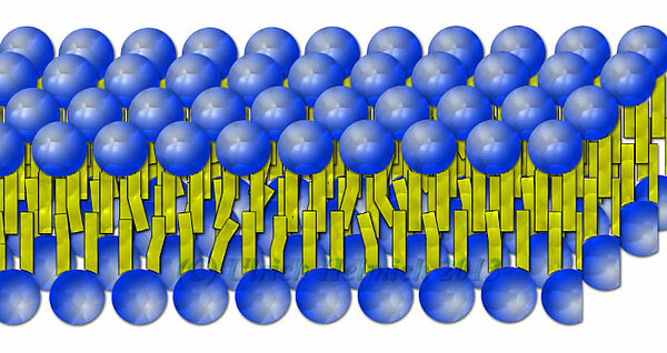 Eine selbstgezeichnete Lipid-Doppelschicht in 3D