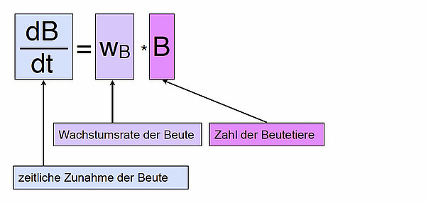 dB/dt = wB * B