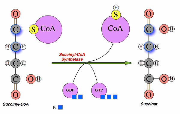 Succinyl-CoA + GDP/Pi ==> Succinat + CoA + GTP