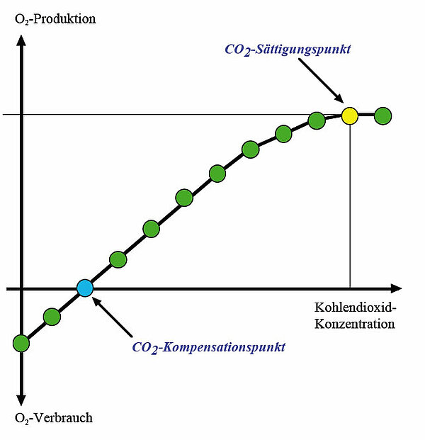 Abhängigkeit der Fotosyntheserate von der CO2-Konzentration