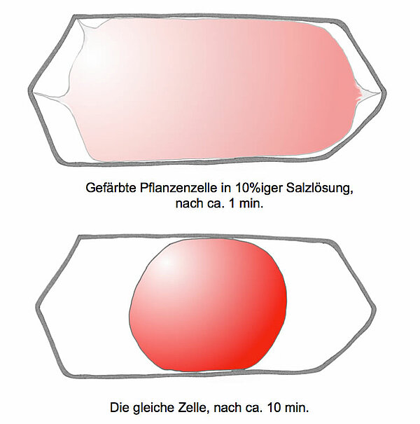 Plasmolyse einer Pflanzenzelle