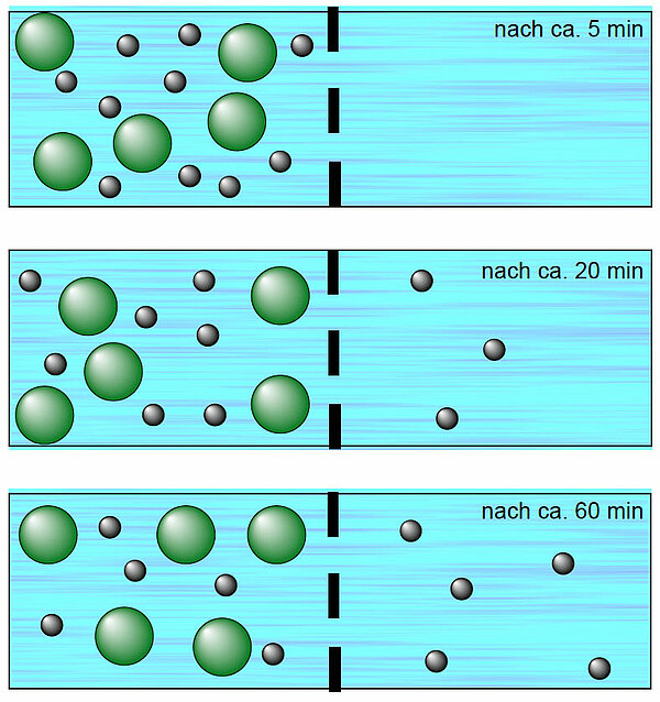 Diffusion von zwei Stoffen, wobei die Membran aber nur permeabel für einen Stoff ist
