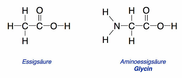 Das Glycin-Molekül