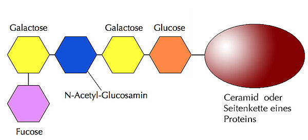 Aufbau des H-Antigens