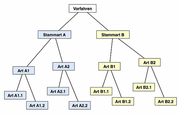Autapomorphien systematisch dargestellt
