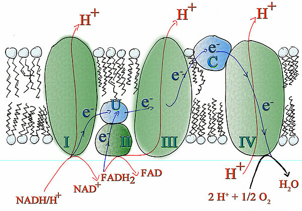 Die vier Proteinkomplexe der inneren Mitochondrienmembran mit dem Protonen- und Elektronentransport