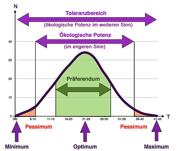 Die Ökologische Potenz ist der Toleranzbereich zwischen den beiden Pessima