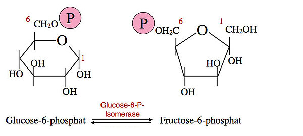 Glucose-6-phosphat <==> Fructose-6-phosphat