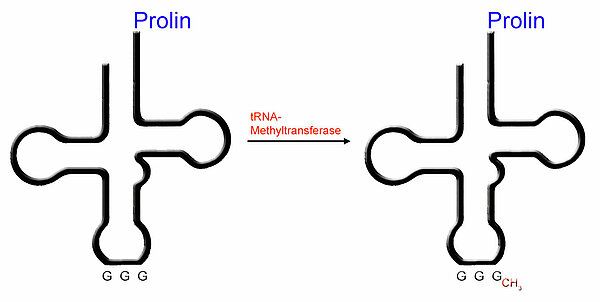 Arbeitsweise der tRNA-Methyltransferase