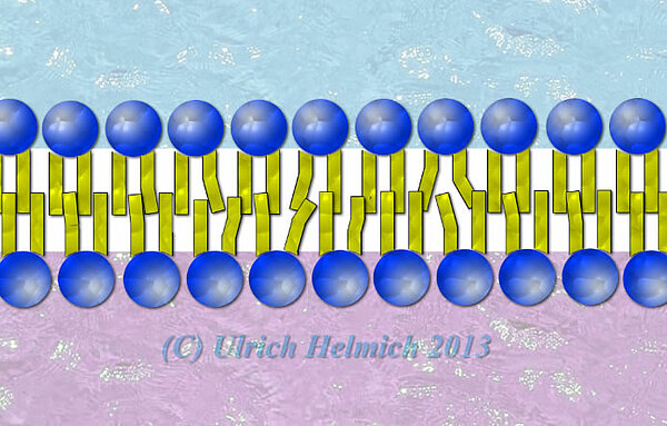 Eine Lipid-Doppelschicht