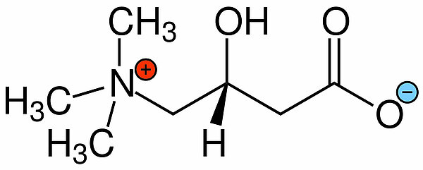 Strukturformel von Carnitin (Zwitterion)