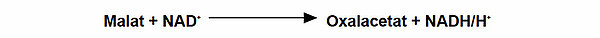 Malat + NAD+ ==> Oxalacetat + NADH/H+
