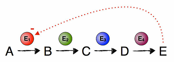 Stoffwechselkette A->B->C->D->E mit Endprodukthemmung