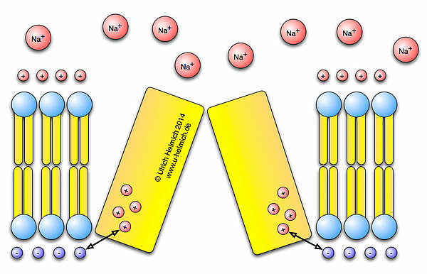 Funktionsmodell eines spannungsgesteuerten Natriumkanals