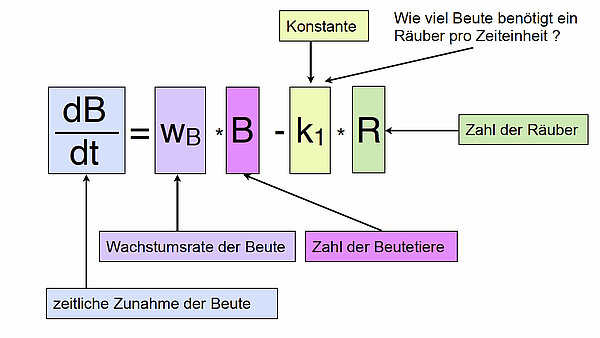 dB/dt = wB * B - k1 * R