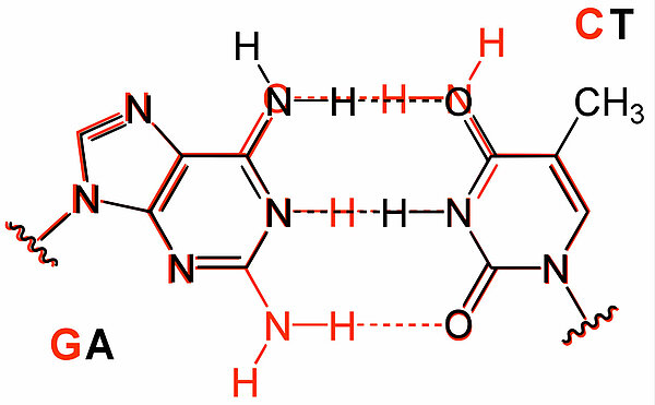 Die beiden Basenpaare wurden mit Photoshop einfach übereinander gelegt