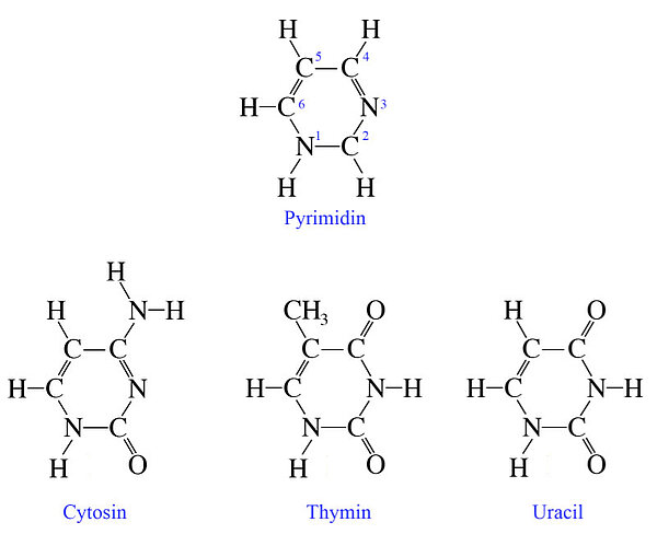 Die Pyrimidinbasen
