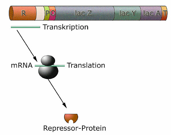 Das Regulatorgen ist für die Expression eines Repressorproteins zuständig