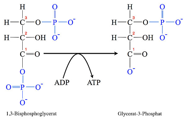 1,3-Bisphosphoglycerat + ADP ===> Glycerat-3-phosphat + ATP