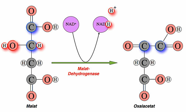 Malat + NAD+ ==> Oxalacetat + NADH/H+