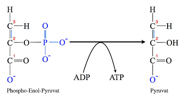 Phospho-Enol-Pyruvat + ADP ===> Pyruvat + ATP