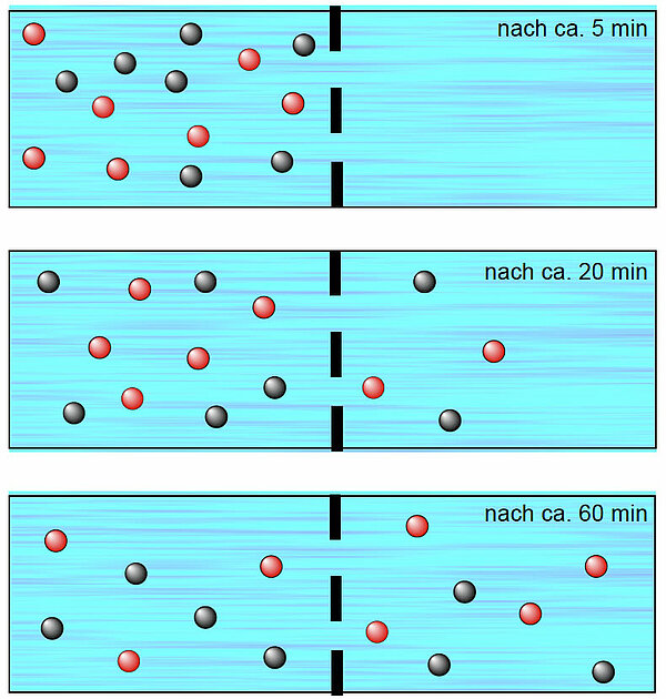 Diffusion von zwei verschiedenen Stoffen gleichzeitig durch eine vollpermeable Membran