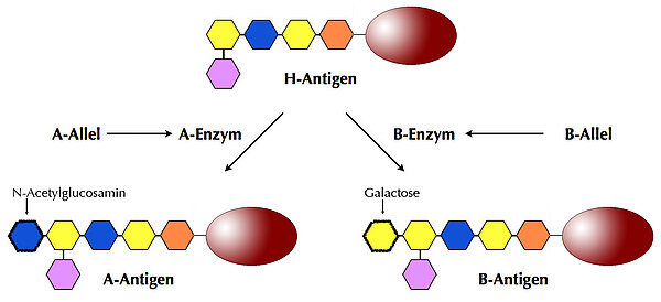 Bildung der Blutgruppen-Antigene