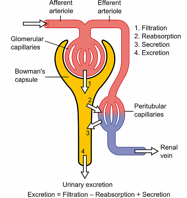 Einfaches Schema eines Nephrons