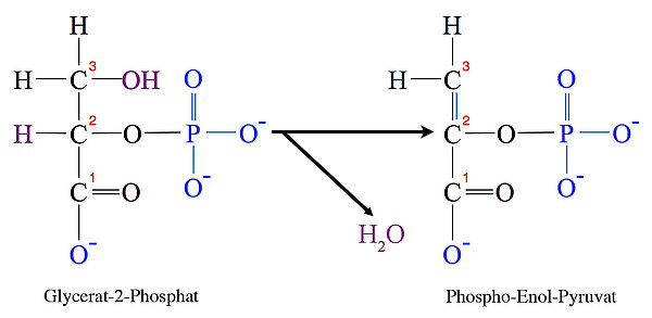 Glycerat-2-phosphat ===> Phospho-Enol-Pyruvat + H2O