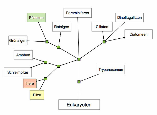 System der Eukaryoten nach Campbell