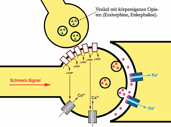 Präsynaptische Hemmung