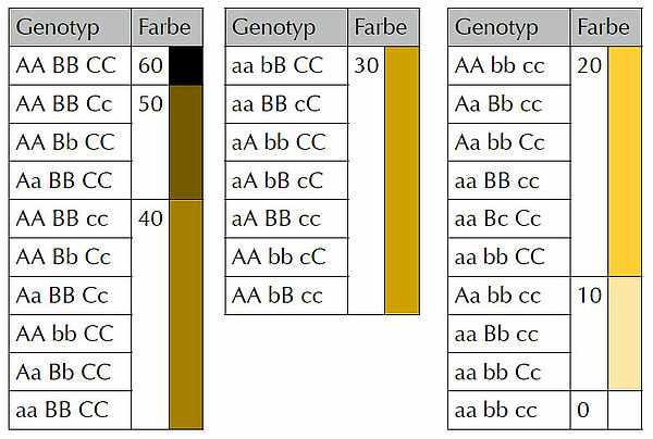 27 Genotypen für 7 Abstufungen (Phänotypen) der Hautfarbe bei drei Genen mit je zwei Allelen