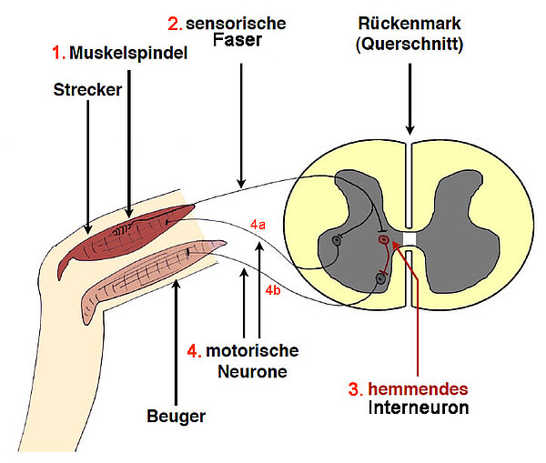 Der Kniesehnenreflex