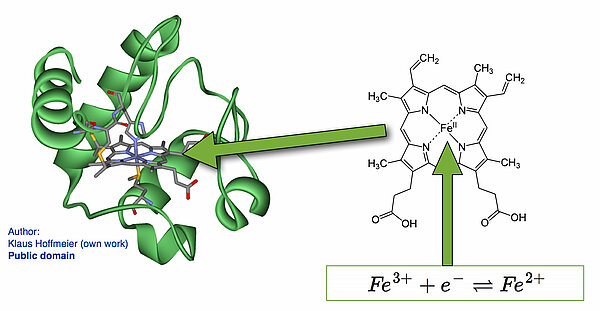 Das Cytochrom-Molekül