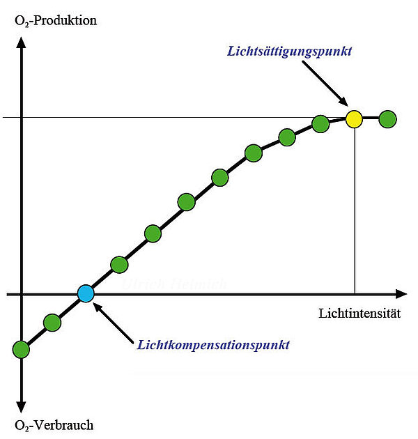 Lichtkompensationspunkt und Lichtsättigungspunkt