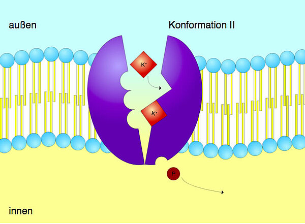 Jetzt setzen sich zwei Kalium-Ionen in die Bindungsstellen auf der Membranaußenseite der Pumpe