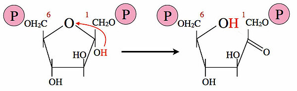 Fructose-1,6-bisphosphat <==> Glycerinaldehyd-Phosphat + Dihydroxyaceton-Phosphat